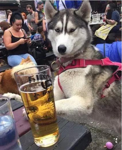 主人帶二哈參加聚會「二哈趁亂喝了一杯酒」不光發酒瘋 隔天還斷片