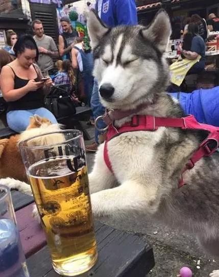 主人帶二哈參加聚會「二哈趁亂喝了一杯酒」不光發酒瘋 隔天還斷片