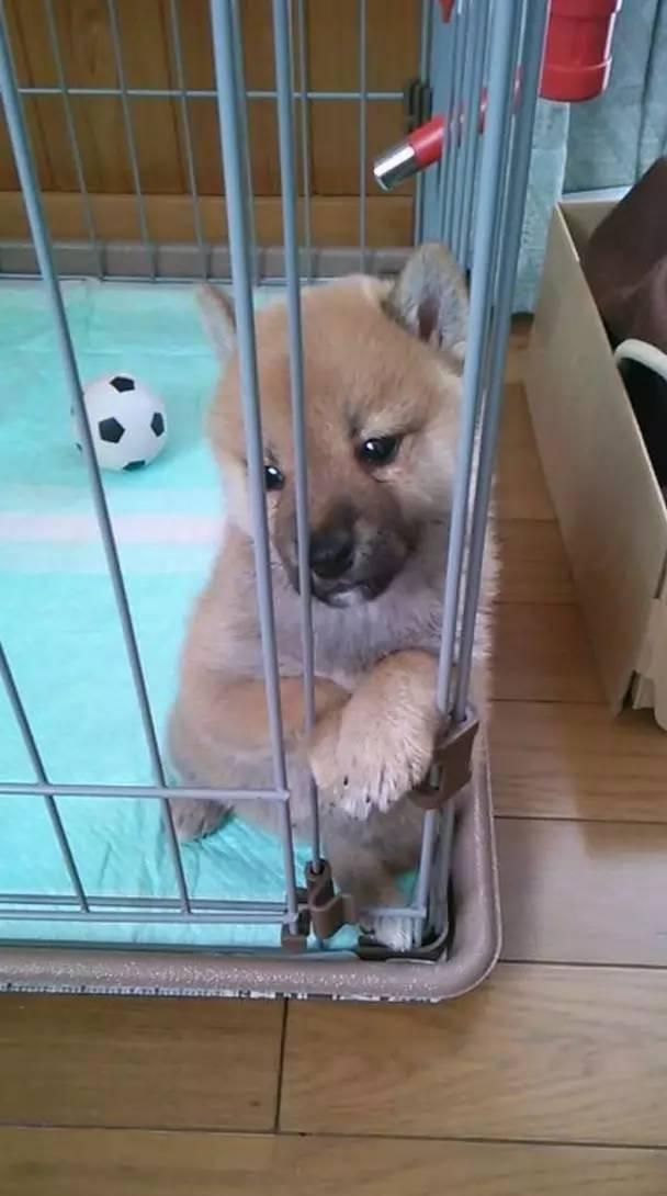 柴柴暗示主人要暖氣，伸手想取暖 瞇瞇眼畫面超治癒