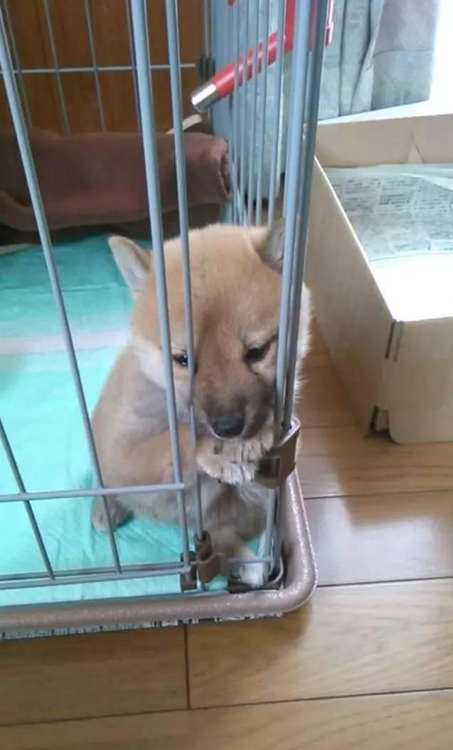 柴柴暗示主人要暖氣，伸手想取暖 瞇瞇眼畫面超治癒