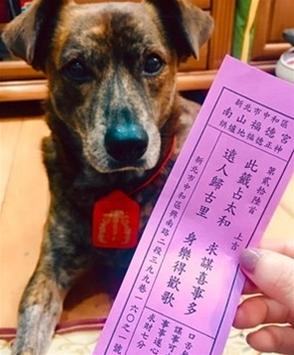 汪「腦腫瘤」被宣判命運 「堅強主人積極治療」奇跡痊癒