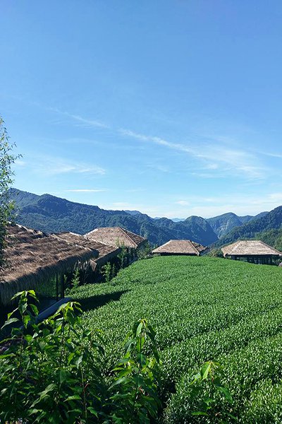 賞螢喝咖啡愜意旅行 嘉義六大景點二日遊