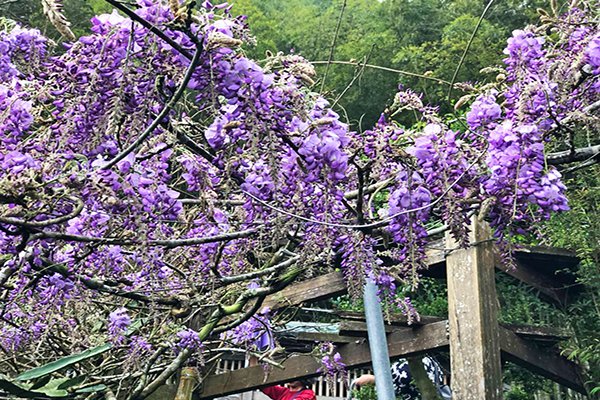 賞螢喝咖啡愜意旅行 嘉義六大景點二日遊