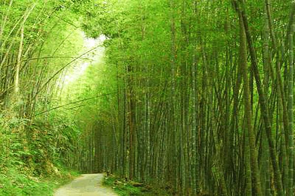賞螢喝咖啡愜意旅行 嘉義六大景點二日遊