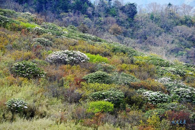 草甸、杜鵑、峻峰，秦嶺之巔初夏聽風心曠神怡