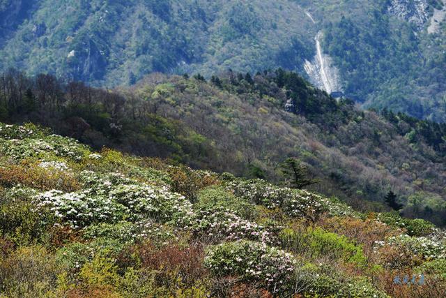 草甸、杜鵑、峻峰，秦嶺之巔初夏聽風心曠神怡