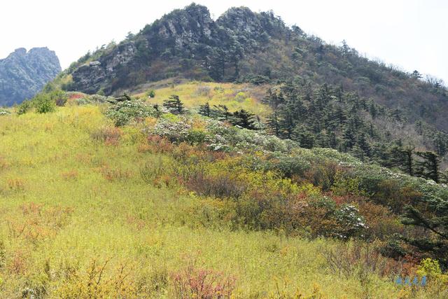 草甸、杜鵑、峻峰，秦嶺之巔初夏聽風心曠神怡