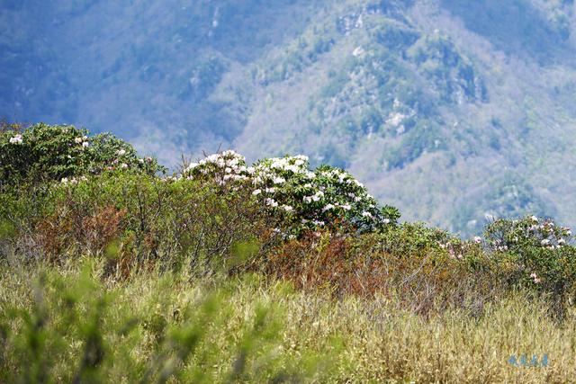 草甸、杜鵑、峻峰，秦嶺之巔初夏聽風心曠神怡