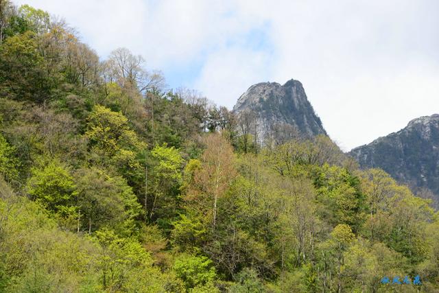 草甸、杜鵑、峻峰，秦嶺之巔初夏聽風心曠神怡