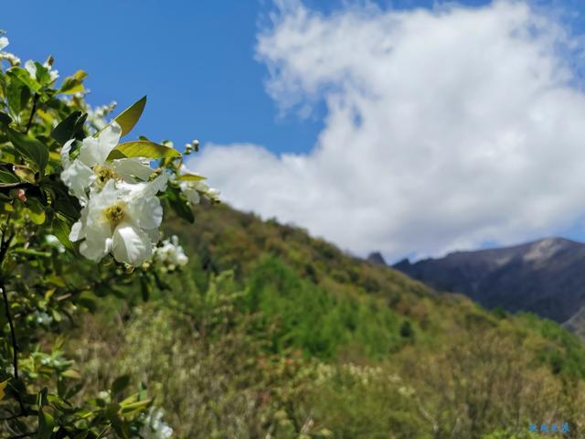 草甸、杜鵑、峻峰，秦嶺之巔初夏聽風心曠神怡
