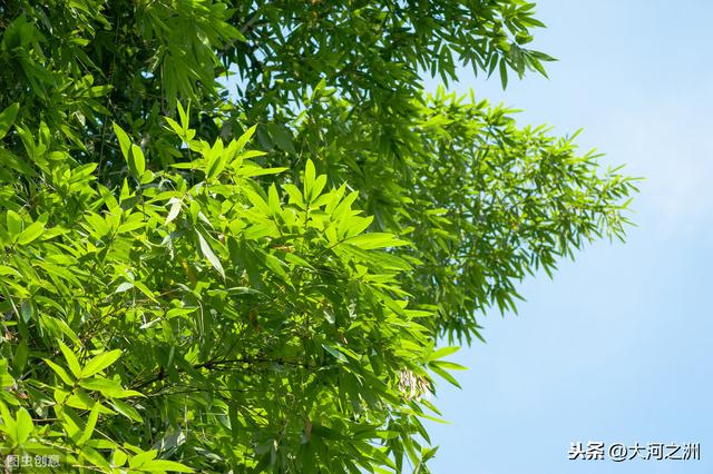 尋味中原——啥？河南人吃不到河南的竹筍？