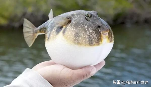 魚類之王----河豚