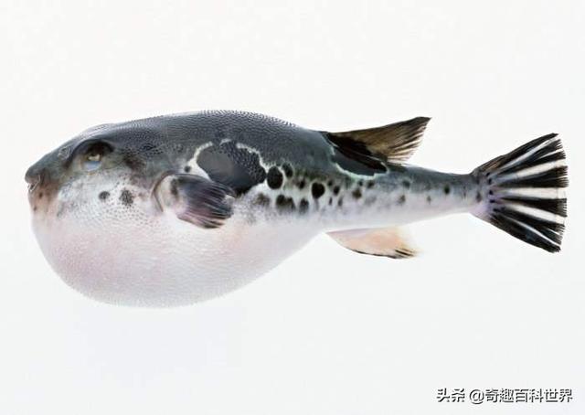 魚類之王----河豚
