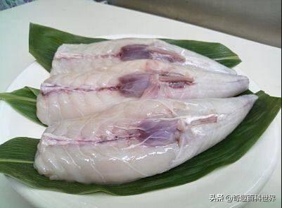 魚類之王----河豚