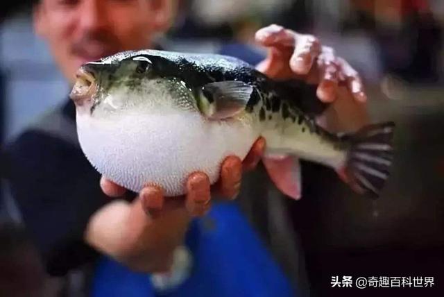 魚類之王----河豚