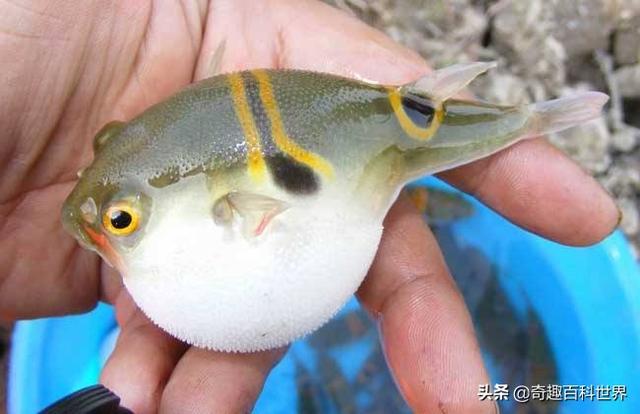 魚類之王----河豚