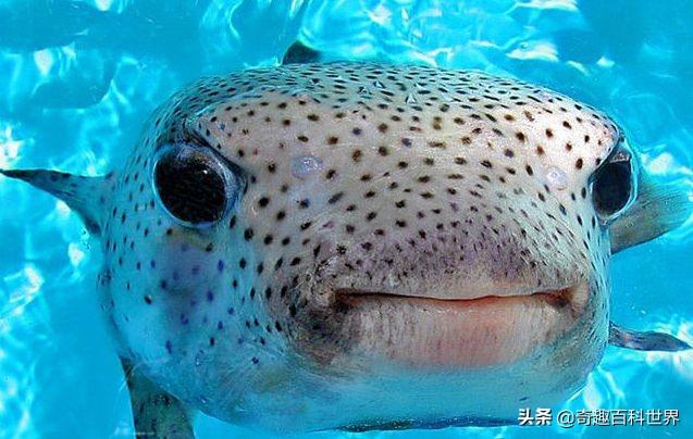 魚類之王----河豚