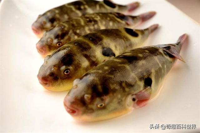 魚類之王----河豚