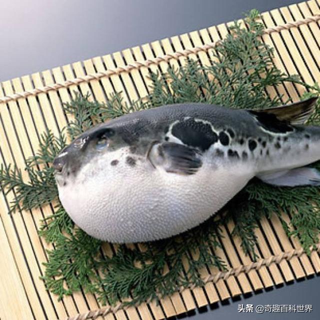 魚類之王----河豚