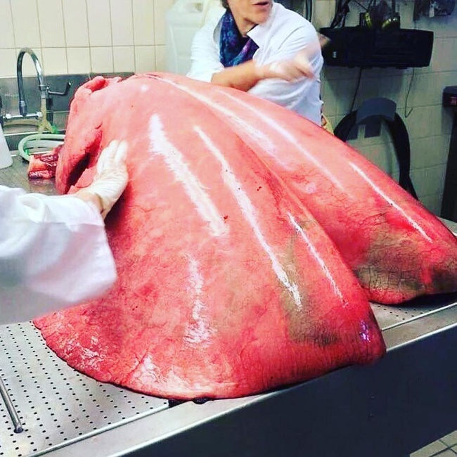 鯊魚受精卵居然長這樣？20個讓你忍不住「狂放大」的稀有照片