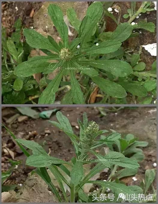 清明拜祭祖先的「鼠殼粿」竟然有這功效？可惜很多人還不知道！