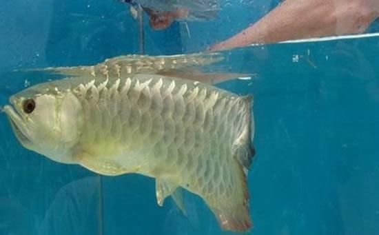 男子買回金龍魚不吃不喝，可把他擔心壞了，扒開嘴直呼：發財了！