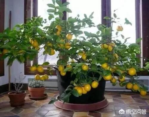 盆栽的檸檬坐果後，為什麼一直落果？