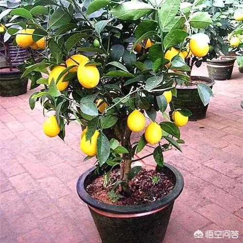 盆栽的檸檬坐果後，為什麼一直落果？