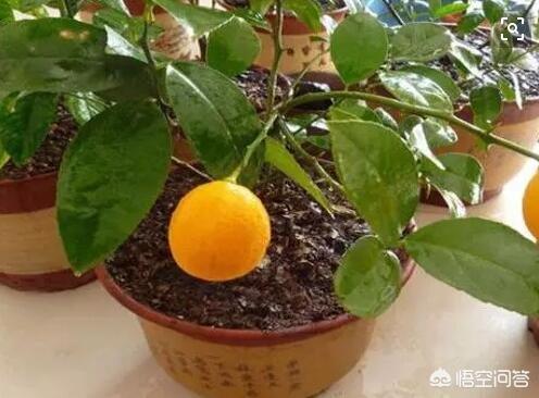 盆栽的檸檬坐果後，為什麼一直落果？