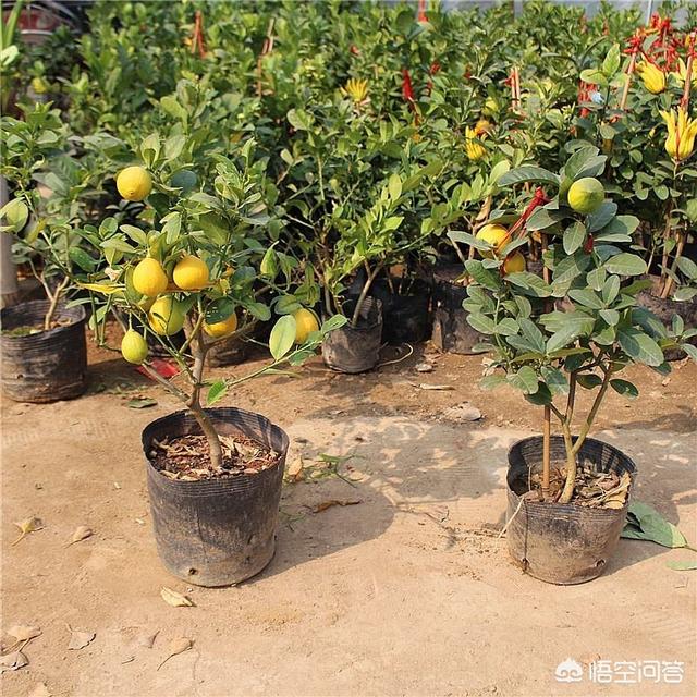 盆栽的檸檬坐果後，為什麼一直落果？