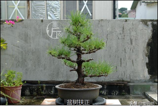半成型盆景如何改作成型？15年高時間跨度，創作黑松盆景全解析！