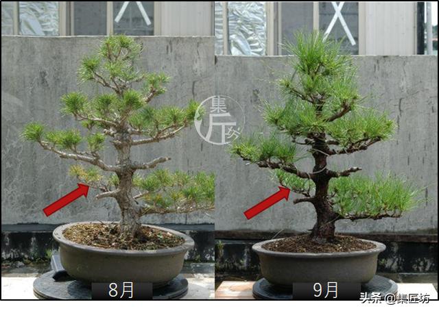 半成型盆景如何改作成型？15年高時間跨度，創作黑松盆景全解析！