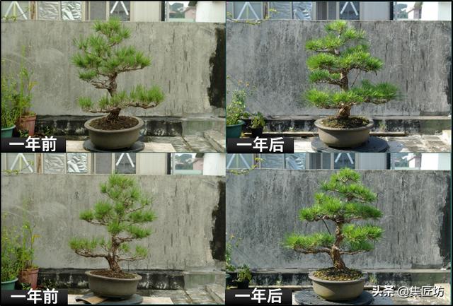 半成型盆景如何改作成型？15年高時間跨度，創作黑松盆景全解析！