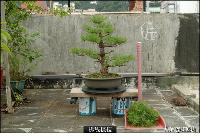 半成型盆景如何改作成型？15年高時間跨度，創作黑松盆景全解析！