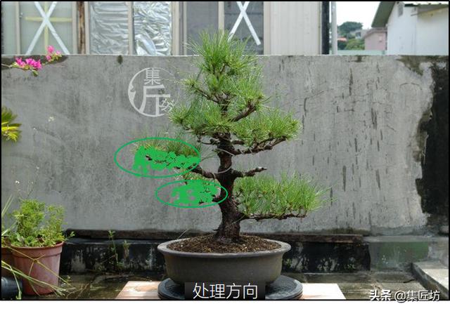 半成型盆景如何改作成型？15年高時間跨度，創作黑松盆景全解析！