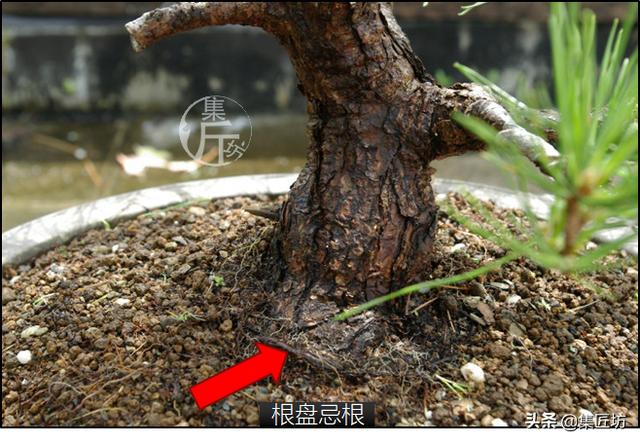 半成型盆景如何改作成型？15年高時間跨度，創作黑松盆景全解析！