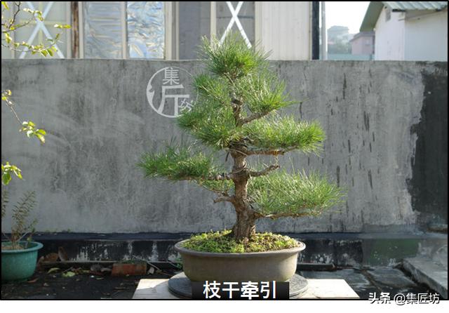 半成型盆景如何改作成型？15年高時間跨度，創作黑松盆景全解析！