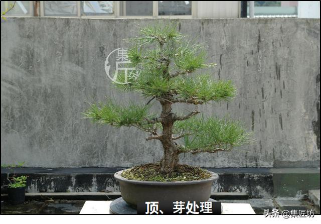 半成型盆景如何改作成型？15年高時間跨度，創作黑松盆景全解析！