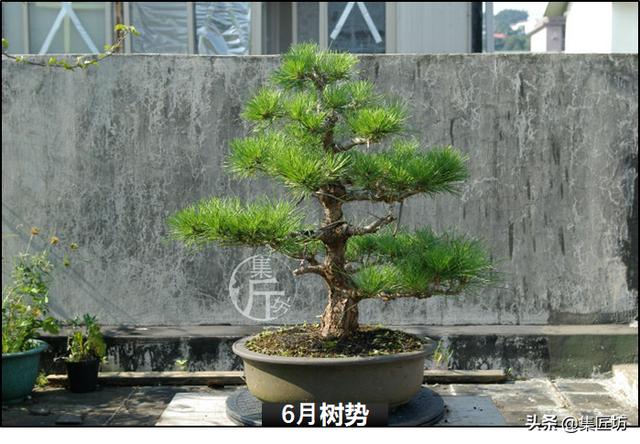 半成型盆景如何改作成型？15年高時間跨度，創作黑松盆景全解析！