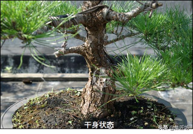 半成型盆景如何改作成型？15年高時間跨度，創作黑松盆景全解析！