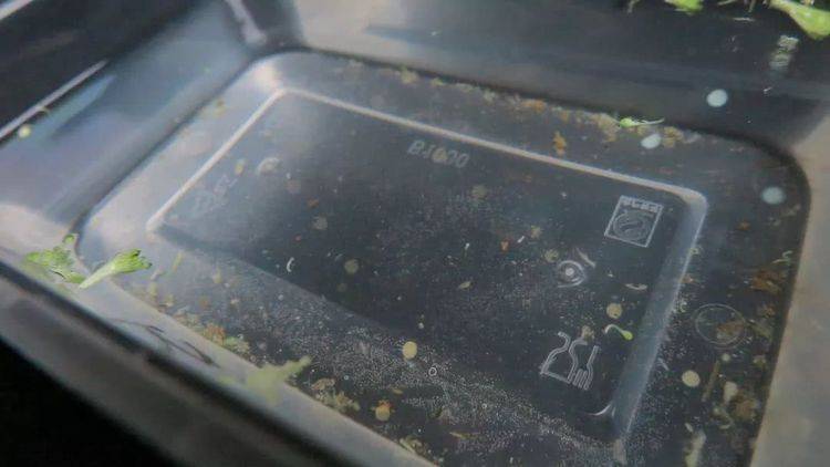 1朵花椰菜10條蟲！教你清洗妙招，髒東西、小蟲子洗得乾乾淨淨