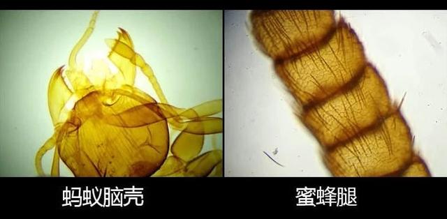 美國國家地理×德國BRESSER，實驗級兒童顯微鏡，帶你揭秘微觀世界