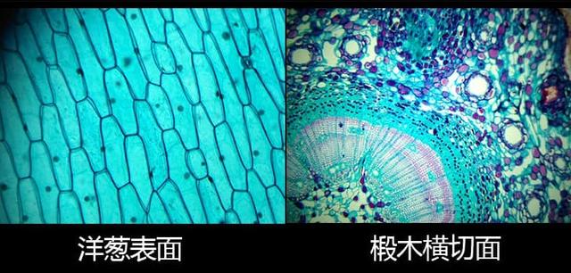 美國國家地理×德國BRESSER，實驗級兒童顯微鏡，帶你揭秘微觀世界