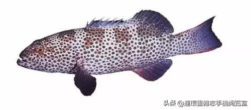44種名貴海鮮及魚類