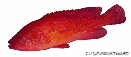 44種名貴海鮮及魚類
