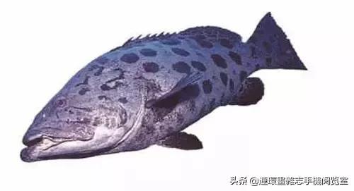 44種名貴海鮮及魚類