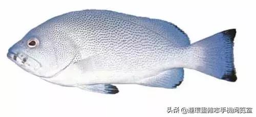 44種名貴海鮮及魚類