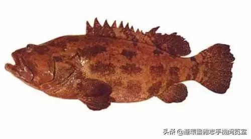 44種名貴海鮮及魚類