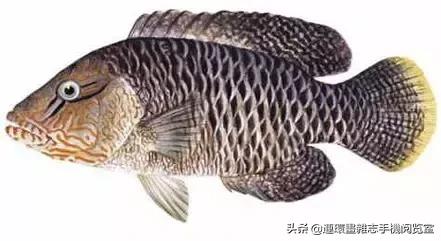 44種名貴海鮮及魚類