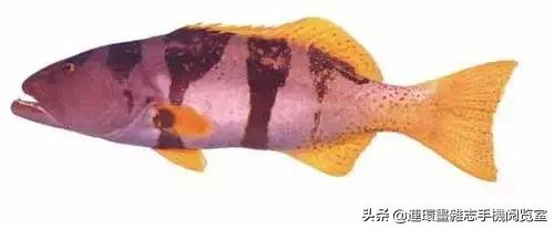 44種名貴海鮮及魚類